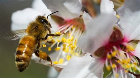 Beekeepers Search For Answers As Colonies Show Up Damaged After Almond