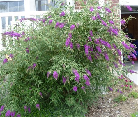 The Pecks Back From Vienna Butterfly Bush
