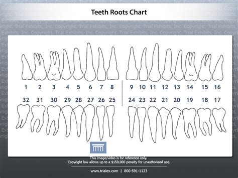 Teeth Roots Chart Trial Exhibits Inc