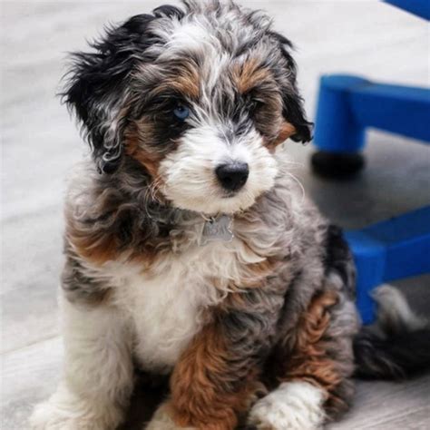 Mini Bernedoodle Pictures And Full Description Premier Pups