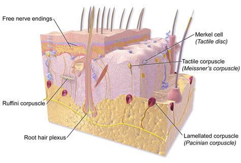 Parts Of The Skin Anatomy