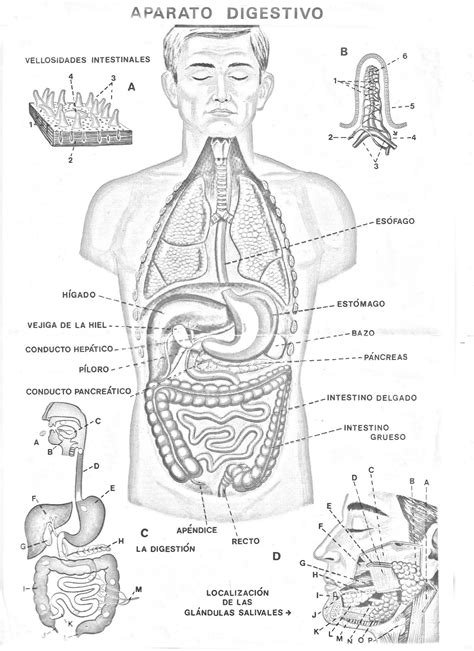 COLOREA TUS DIBUJOS: Aparato Digestivo para colorear