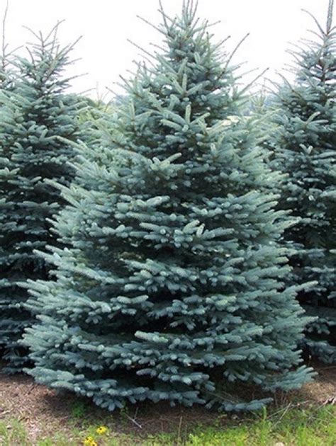 Evergreen Privacy Trees For Sale The Tree Center