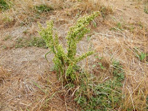 Curled Dock - Rumex crispus, species information page. Also known as Yellow Dock, Narrow Dock 