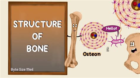 Structure Of Bone Lamellar Bone Compact And Cancellous Bone Bone