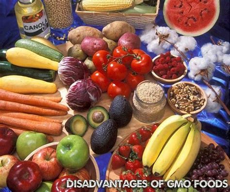 6 Major Disadvantages Of Genetically Modified Foods Bio Explorer