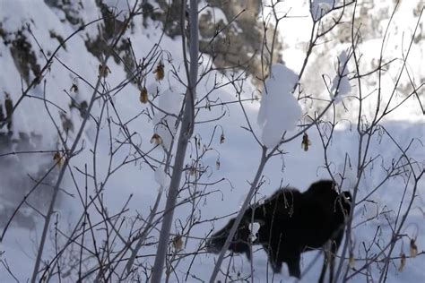 Video Aggressive Moose Charges At Utah Hikers Trapping Them In Ogden
