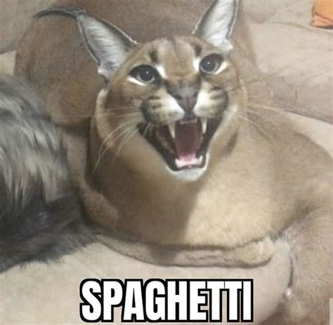 Pin By Nessies Bananarama On Floppa Cat Memes Caracal Cat Cute