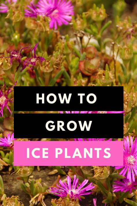 How To Grow Ice Plants Plant Care Ice Plant Plant Care Plant Care