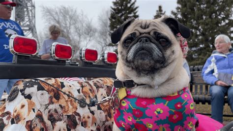 Lena The Pug Pays A Visit To Canal Park