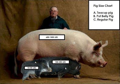The truth about micro pigs: Teacup & Potbelly Pig Got Style! - TMS Journal 13/14