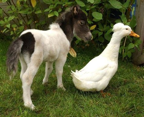 1 Duck Sized Horse Imgur Tiny Horses Cute Horses Horse Love