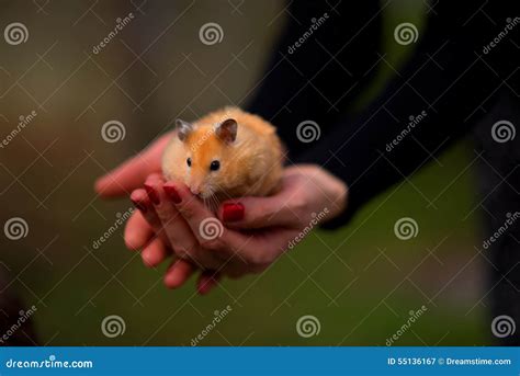 Hamster Stock Image Image Of Affection Nature Care 55136167