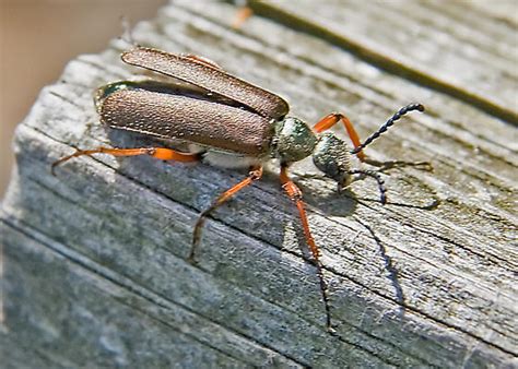 Bronzed Blister Beetle Lytta Aenea Bugguidenet