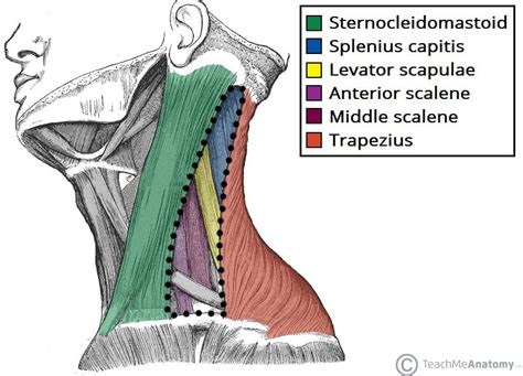 Neck Anatomy Diagram Neck Anatomy Illustration Stock Image C046 2844