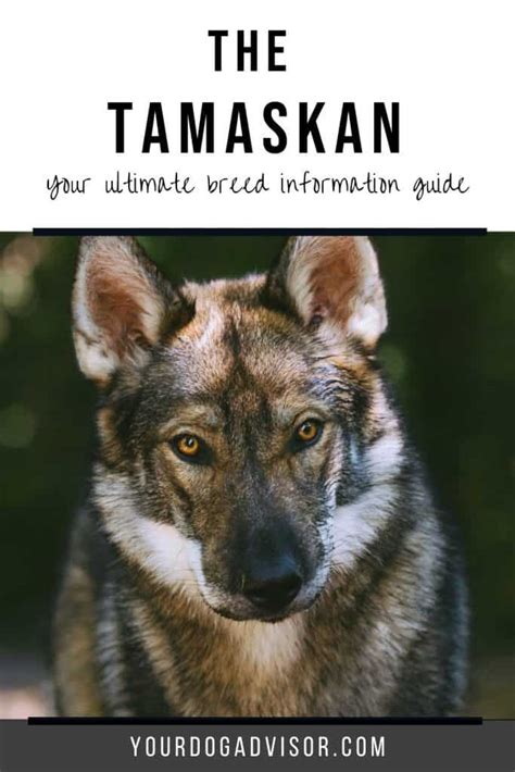 The Tamaskan Breed Information Guide Your Dog Advisor