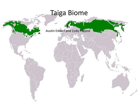 Ppt Taiga Biome Powerpoint Presentation Free Download Id2098110
