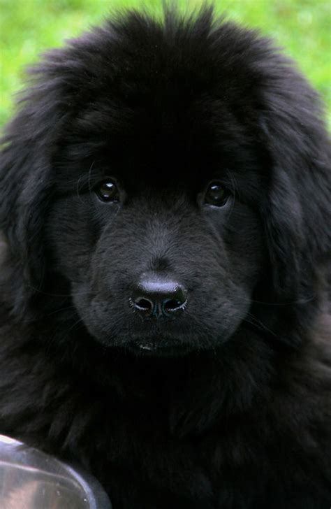 Newfoundland Big Dog Breeds Vh Pet Symptoms