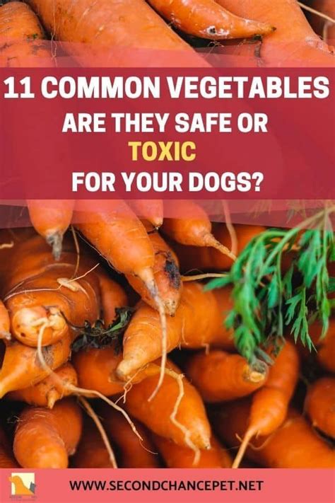 Before offering cherries to your cat, always pay attention to the parts you're feeding her. What Vegetables Can Dogs Eat? Which Are Safe and Which Are ...