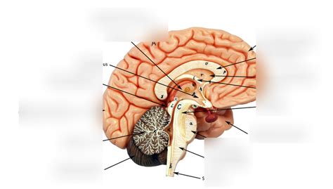 Brain Diagram Quizlet