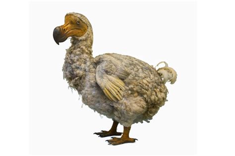 Bioscience Company Announces Plan To Bring The Dodo Bird Back From