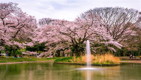 壁紙、2560x1464、日本、東京都、公園、池、花の咲く木、yoyogi Park、自然、ダウンロード、写真