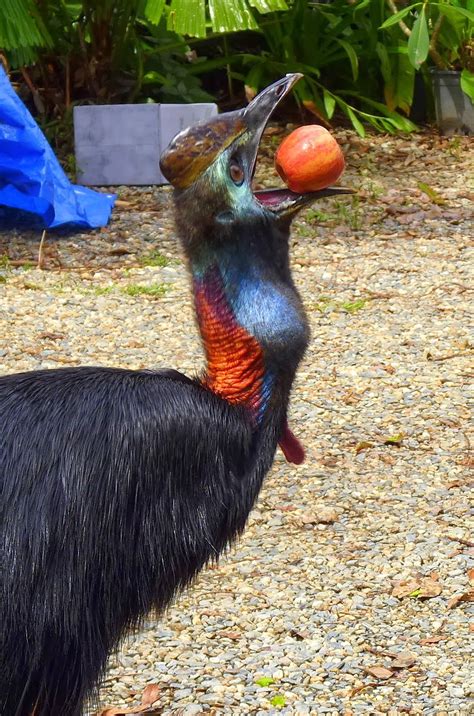 Edge Of Existence — While Cassowaries Have Been Known To Eat Fungi