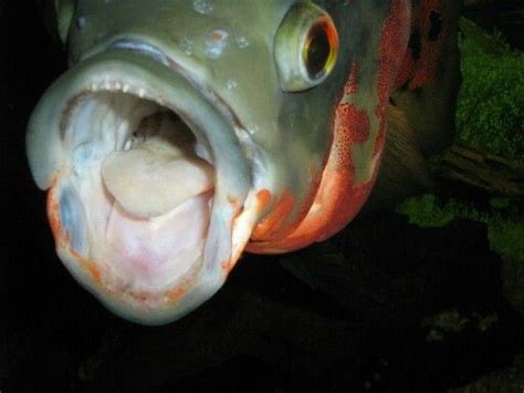 Do Oscar Fish Have Teeth Fishing Form