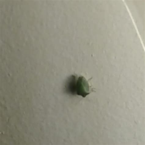 Lime Green Bug Crawling On Bedroom Ceiling What Is It Ontario Canada