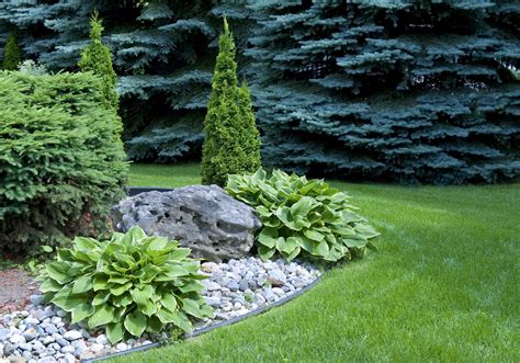 Evergreens With Hosta And Boulders Grasses Landscaping Landscaping