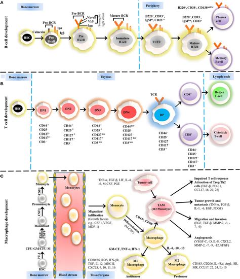 Development Of B Cells T Cells And Macrophages A The Development Download Scientific