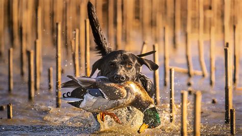 Duck Hunting Dog Wallpaper