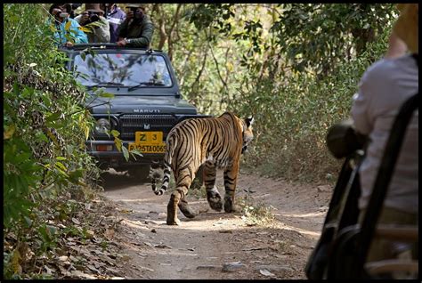 Tiger Sighting In Ranthambore National Park India Flickr