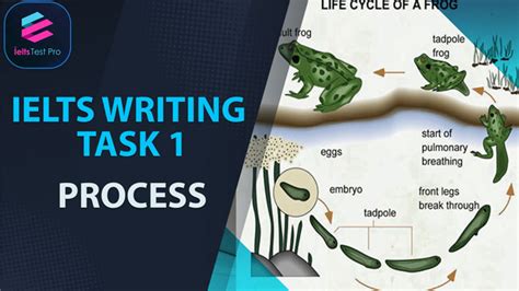 Ielts Writing Task 1 Process An Overview Steps And Tips