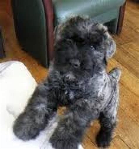The bouvier comes in a variety of colors including black, brindle and fawn. Bouvier Des Flandres Puppies for Sale | Handmade Michigan