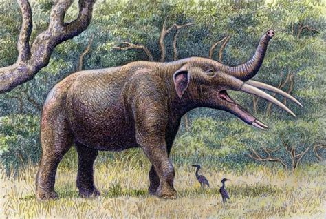 Gomphotherium Angustidens From This Kind Of Elephant Many Others