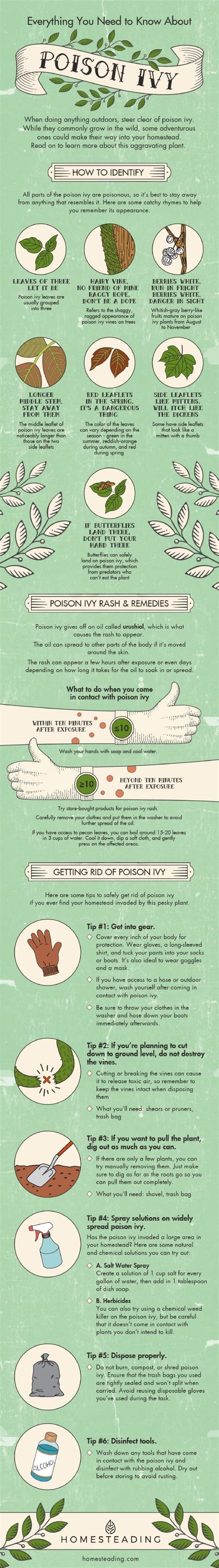 How To Identify Poison Ivy Homesteading Safety Tips