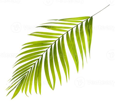 Groen Blad Van Palmboom Op Transparante Achtergrond Png Bestand Png
