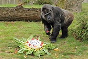 Ältester Gorilla der Welt feiert Geburtstag im Zoo Berlin - Berliner Kudamm