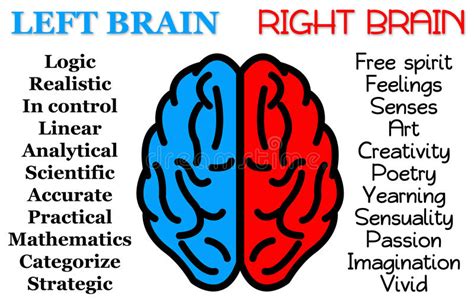 Left Right Brain Stock Illustration Illustration Of Learn 83373866