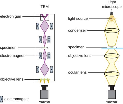 Simple Light Microscope Diagram Micropedia