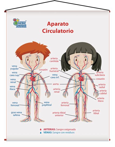 Dibujo Del Sistema Circulatorio Y Sus Partes Chefli