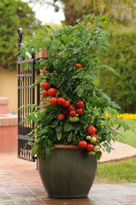 Tomato Plant In A Pretty Pot Looks Nice Growing Tomatoes Indoors