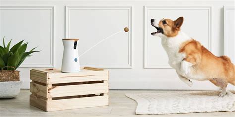It's safe for use on multiple surfaces, like carpets, hardwood floors, furniture, and car interiors. 7 Best Pet Cameras to Buy in 2019 - Cat & Dog Camera Reviews
