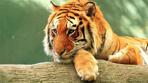 Tiger 4k Wallpapers Top Free Tiger 4k Backgrounds