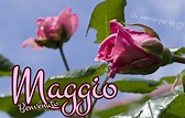 21 Immagini di Maggio con belle frasi - Top Immagini