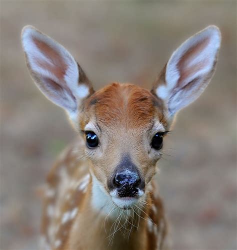 Baby Face By © Phils Pixels Cute Animals Animals Animals Wild