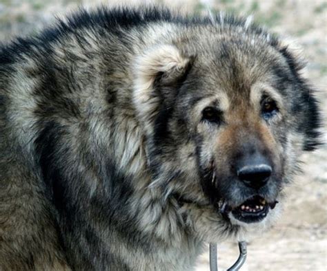 Гампр армянский волкодав: характер, описание породы собак ...