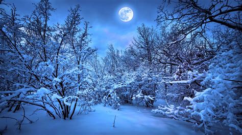 Snow Night Pictures Forest Moon Night Snow Winter F