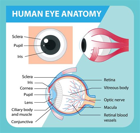 Diagram Of Human Eye Anatomy With Label 1848847 Vector Art At Vecteezy